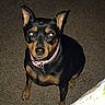 dog, pet, canine, black_fur, tan_fur, collar, indoor, carpet, sitting, looking_up, flash, brown_eyes, ears_up, small_dog, animal, domestic, cute, alert, companion, portrait