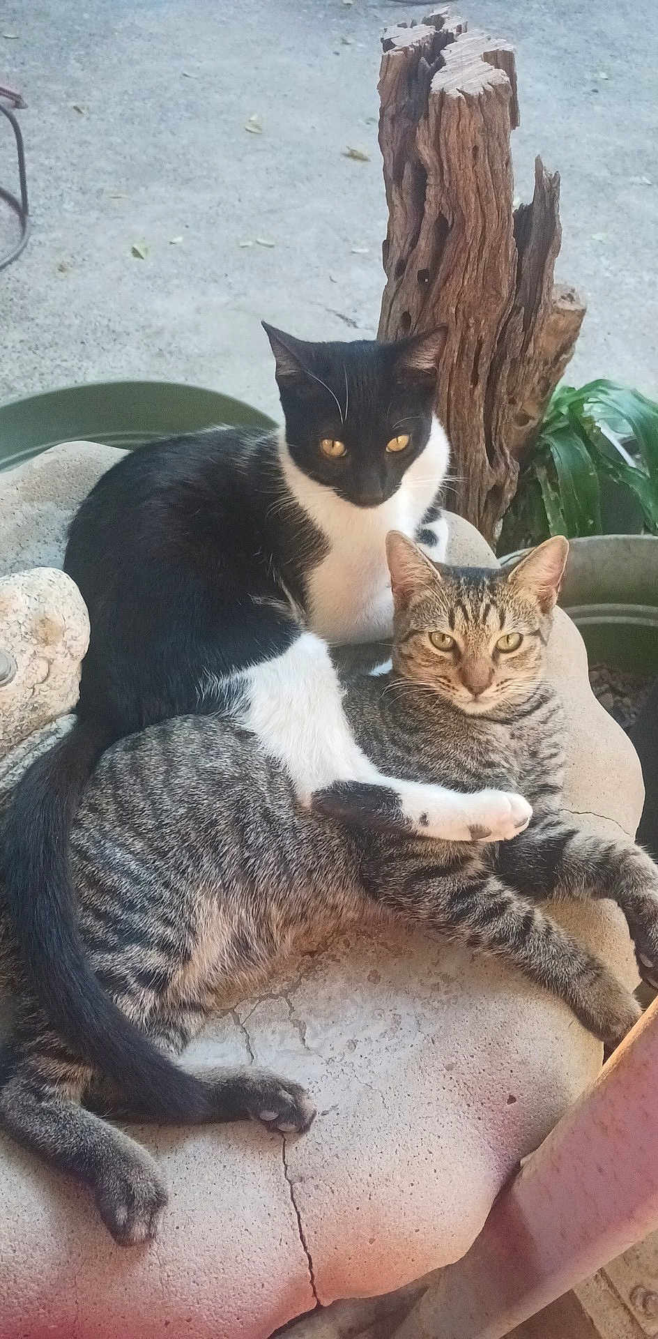 Bandit Ash is registered to the contest to win money with this photo: cat, black_and_white_cat, tabby_cat, stone_bench, wooden_post, outdoor, relaxed, animal, pet, fur, whiskers, tail, paws, nature, sunlight, green_leaves, texture, crack, resting, companionship