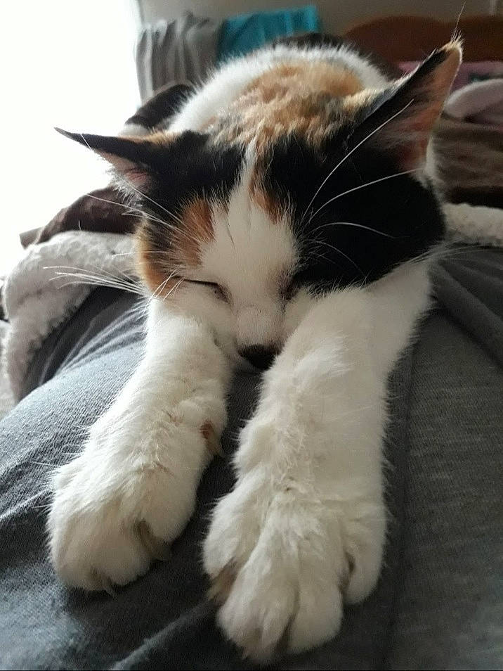 Nalah a rejoint le concours — aidez-le/la à gagner de superbes lots ! carnivore, cat, claw, comfort, domestic_short_haired_cat, eye, felidae, foot, fur, nap, paw, sleep, small_to_medium_sized_cats, snout, tail, terrestrial_animal, whiskers