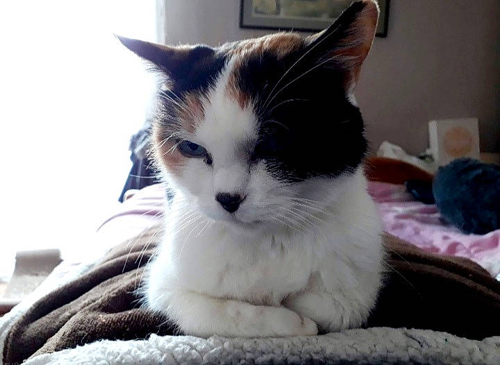 Nalah participe au concours pour gagner de l'argent avec cette photo : carnivore, cat, comfort, domestic_short_haired_cat, felidae, fur, paw, sitting, small_to_medium_sized_cats, textile, whiskers