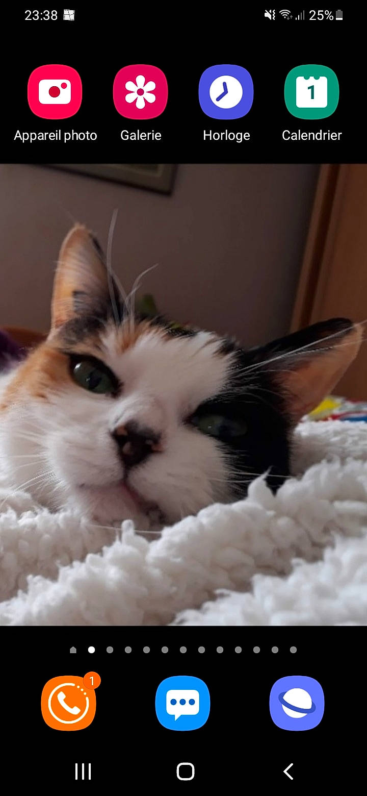 Nalah a rejoint le concours — aidez-le/la à gagner de superbes lots ! art, carnivore, cat, comfort, felidae, font, fur, happy, love, paw, photo_caption, photography, rectangle, sky, small_to_medium_sized_cats, snapshot, snout, square, whiskers