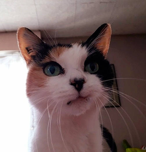 Nalah participe au concours pour gagner de l'argent avec cette photo : carnivore, cat, comfort, domestic_short_haired_cat, ear, eye, felidae, fur, hair, human_body, jaw, paw, small_to_medium_sized_cats, snout, whiskers