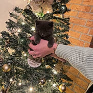 Marley participe au concours pour gagner de l'argent avec cette photo : kitten, cat, christmas_tree, ornaments, lights, hand, sweater, watch, brick_wall, holiday, decoration, festive, indoor, cute, pet, greenery, bow, candy_cane, celebration, cozy