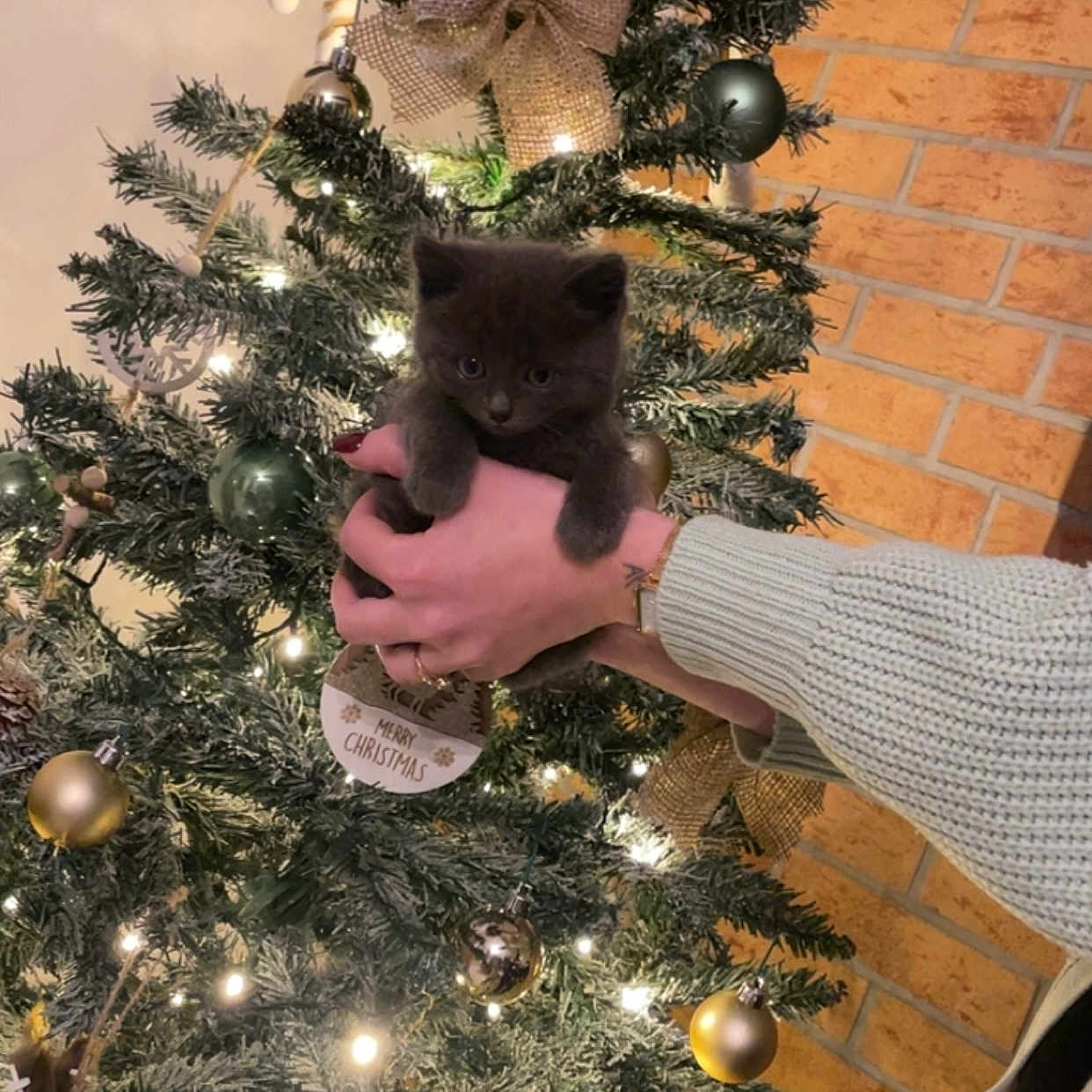 Marley participe au concours pour gagner de l'argent avec cette photo : bow, brick_wall, candy_cane, cat, celebration, christmas_tree, cozy, cute, decoration, festive, greenery, hand, holiday, indoor, kitten, lights, ornaments, pet, sweater, watch