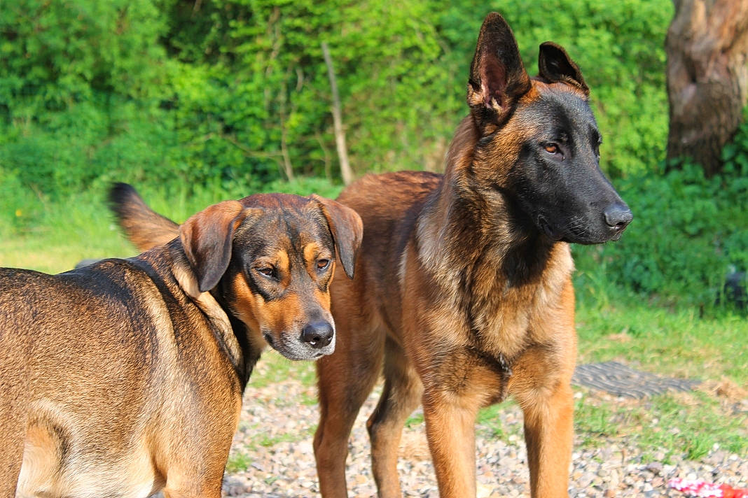 Saïko a rejoint le concours — aidez-le/la à gagner de superbes lots ! ancient_dog_breeds, biting, carnivore, companion_dog, dog, dog_breed, fawn, grass, hunting_dog, plant, sporting_group, terrestrial_animal, wildlife, working_animal, working_dog