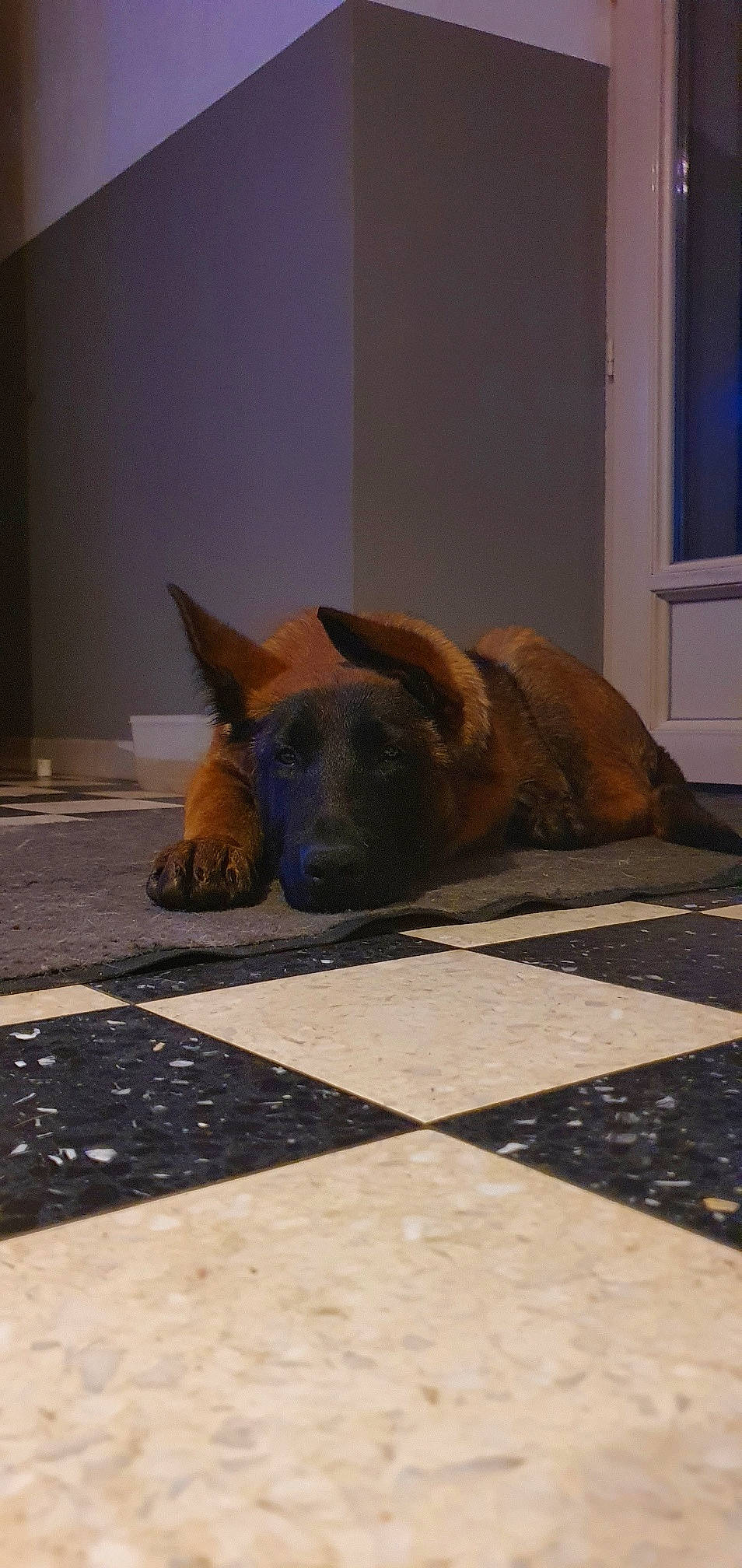 Saïko a rejoint le concours — aidez-le/la à gagner de superbes lots ! canidae, carnivore, companion_dog, dog, dog_breed, fawn, floor, flooring, fur, german_shepherd_dog, road_surface, shadow, snout, sporting_group, tail, terrestrial_animal, tints_and_shades, vertebrate, wood, working_animal