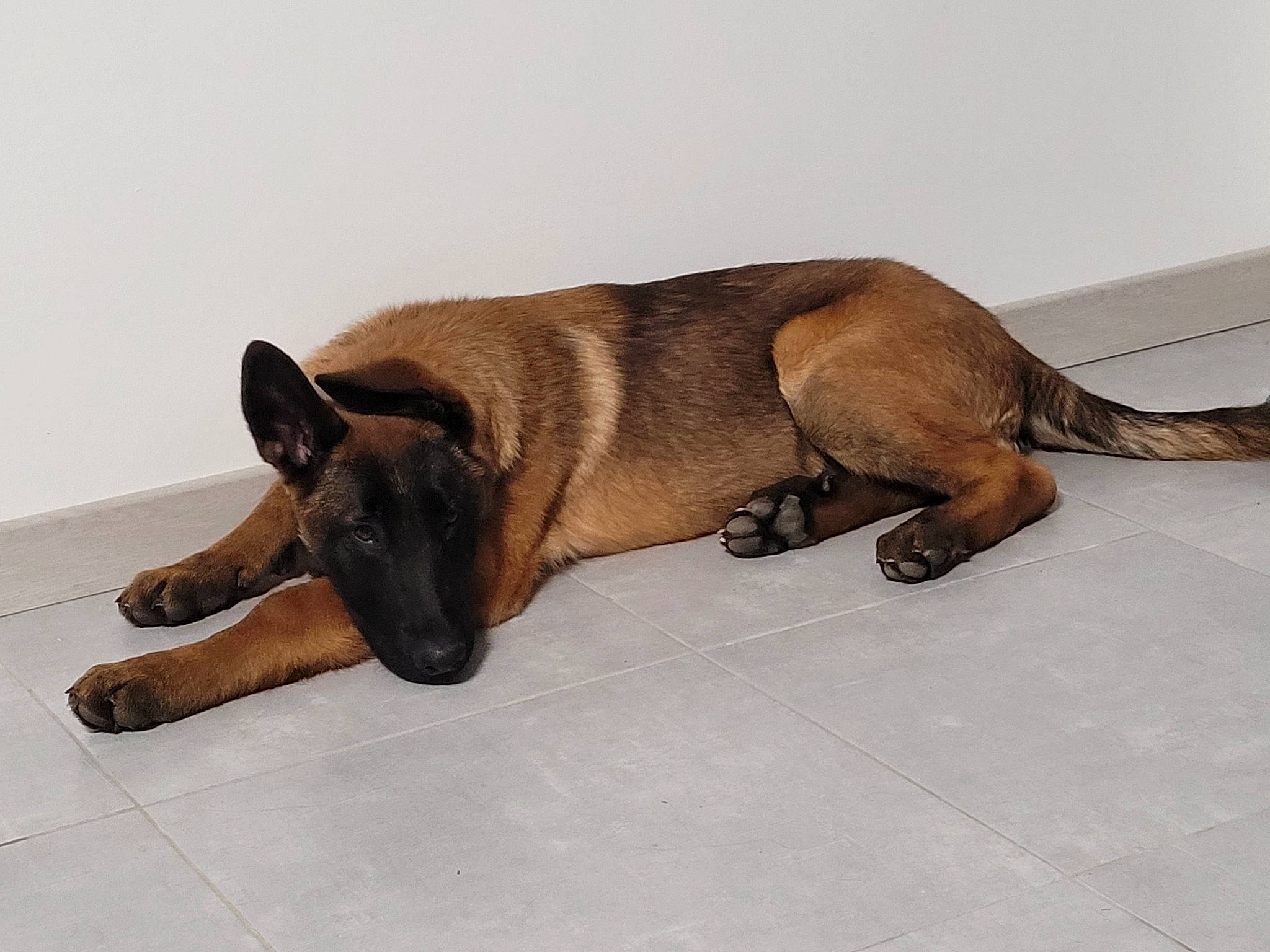 Saïko participe au concours pour gagner de l'argent avec cette photo : canidae, carnivore, claw, comfort, companion_dog, dog, dog_breed, fawn, fur, liver, paw, sporting_group, tail, terrestrial_animal, working_animal