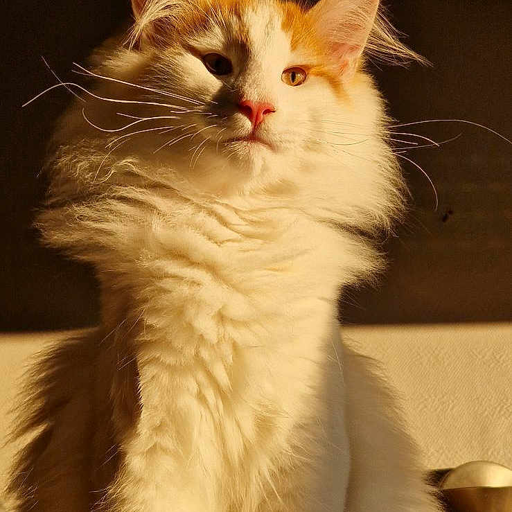 Ramsès participe au concours pour gagner de l'argent avec cette photo : abyssinian, angora, animal, art, cat, face, hardwood, head, indoors, kitten, manx, person, pet, photography, porcelain, portrait, pottery, siamese, sleeping, wood