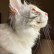 Zoe participe au concours pour gagner de l'argent avec cette photo : cat, fluffy, whiskers, side_profile, fur, pet, indoor, lamp, domestic_cat, close_up, animal, feline, soft_light, portrait, looking_up, white_fur, gray_fur, pink_nose, long_hair, curious