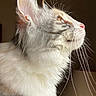 cat, fluffy, whiskers, side_profile, fur, pet, indoor, lamp, domestic_cat, close_up, animal, feline, soft_light, portrait, looking_up, white_fur, gray_fur, pink_nose, long_hair, curious