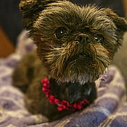 Tinkerbell joined the competition — help win amazing prizes! dog, pet, small_dog, close_up, fur, collar, red_collar, blanket, purple_blanket, soft_texture, cute, animal, indoor, portrait, face, eyes, scruffy_fur, resting, cozy, furry