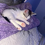 Zuma is registered to the contest to win money with this photo: kitten, sleeping, purple_blanket, white_bedspread, indoor, cozy, pet, fur, paw, cute, resting, young_cat, soft_texture, quiet, feline, comfort, domestic_animal, relaxation, bedroom, animal