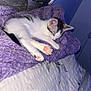 kitten, sleeping, purple_blanket, white_bedspread, indoor, cozy, pet, fur, paw, cute, resting, young_cat, soft_texture, quiet, feline, comfort, domestic_animal, relaxation, bedroom, animal