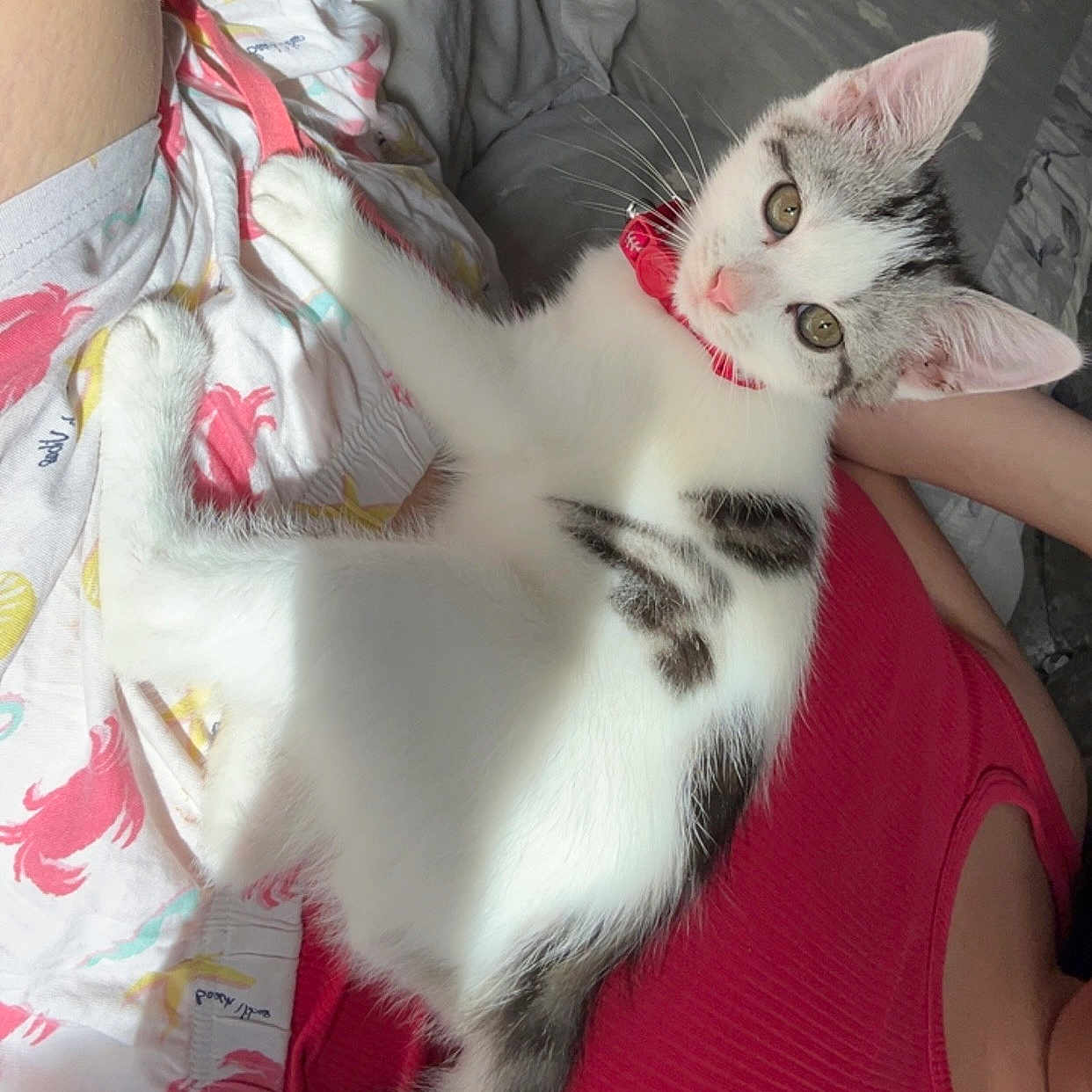 Zuma joined the competition — help win amazing prizes! animal, bed, blanket, cat, clothing, collar, curious, cute, fur, gray, indoor, kitten, lap, person, pet, red, red_top, resting, shorts, white