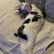 Zuma joined the competition — help win amazing prizes! bed, black_spots, blanket, cat, collar, comfort, cozy, cute, domestic_animal, feline, fur, indoor, pet, pillow, pink_paw_pads, relaxed, resting, sleeping, soft, white