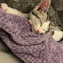 kitten, sleeping, blanket, purple_blanket, cozy, cute, pet, feline, fur, whiskers, closed_eyes, resting, indoor, soft_texture, pink_nose, small_paw, couch, domestic_animal, comfort, relaxation