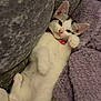 kitten, cat, relaxed, couch, blanket, feline, indoor, pet, cute, resting, white_fur, gray_fur, collar, cozy, soft_texture, paw, ears, lying_down, domestic_animal, sleepy