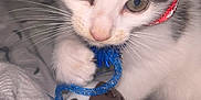 Zuma joined the competition — help win amazing prizes! kitten, cat, toy, string, close_up, whiskers, collar, bed, blanket, playful, indoor, pet, animal, cute, young, feline, curious, paw, sleepwear, domestic