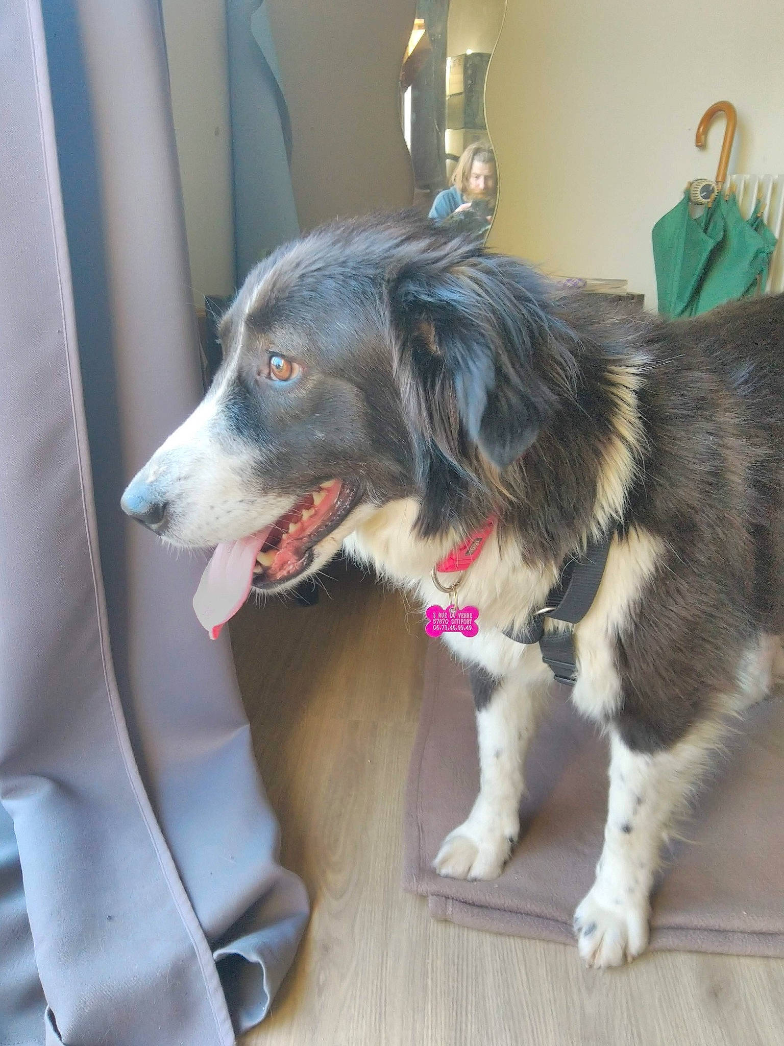 Youpie participe au concours pour gagner de l'argent avec cette photo : canidae, carnivore, collar, companion_dog, curtain, dog, dog_breed, dog_collar, dog_supply, door, flooring, fur, gun_dog, leash, snout, spaniel, sporting_group, tail, working_animal, working_dog