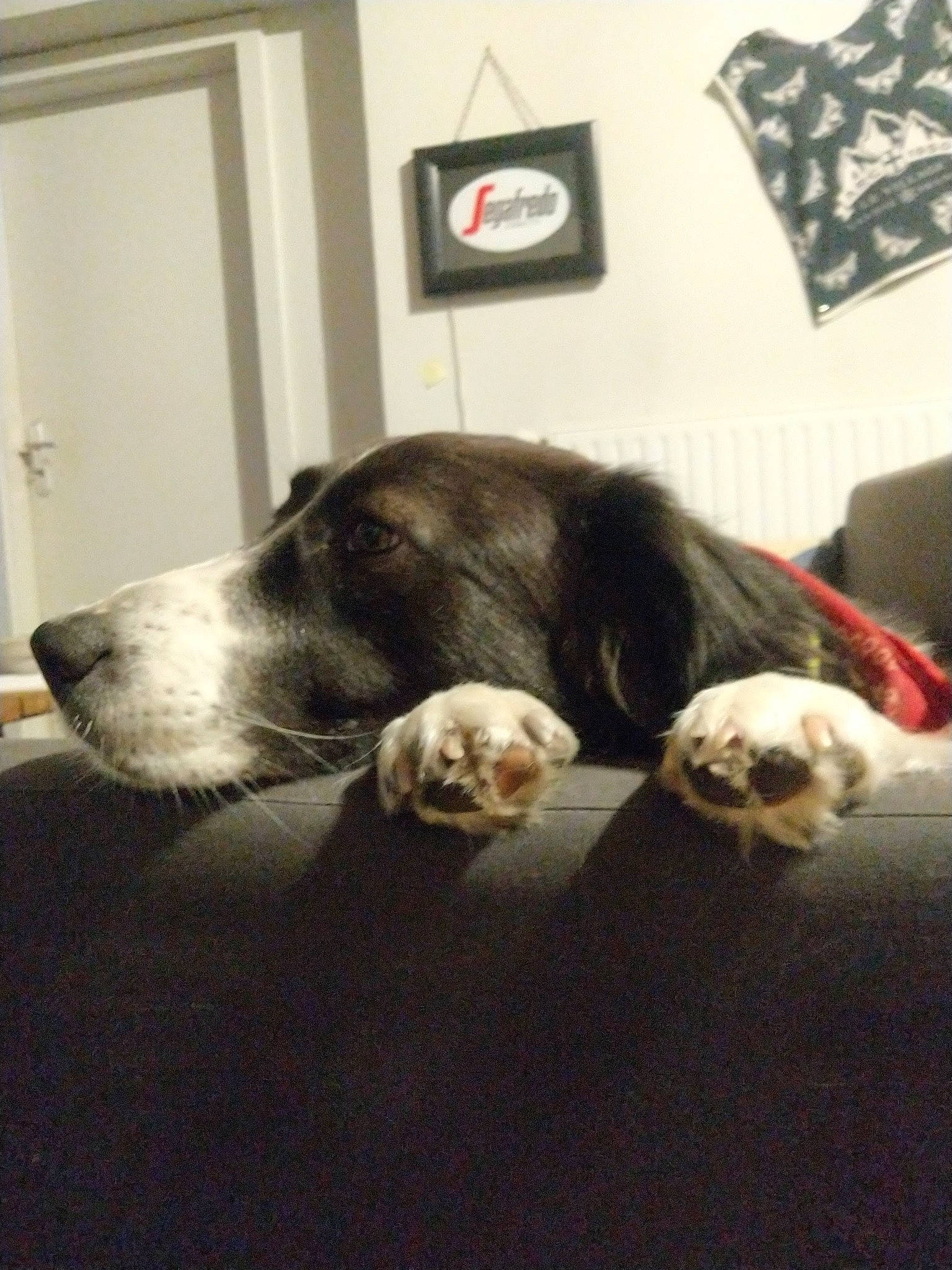 Youpie participe au concours pour gagner de l'argent avec cette photo : canidae, carnivore, comfort, companion_dog, couch, dog, dog_breed, door, felidae, flooring, fur, grey, linens, picture_frame, small_to_medium_sized_cats, snout, sporting_group, tail, whiskers, working_animal