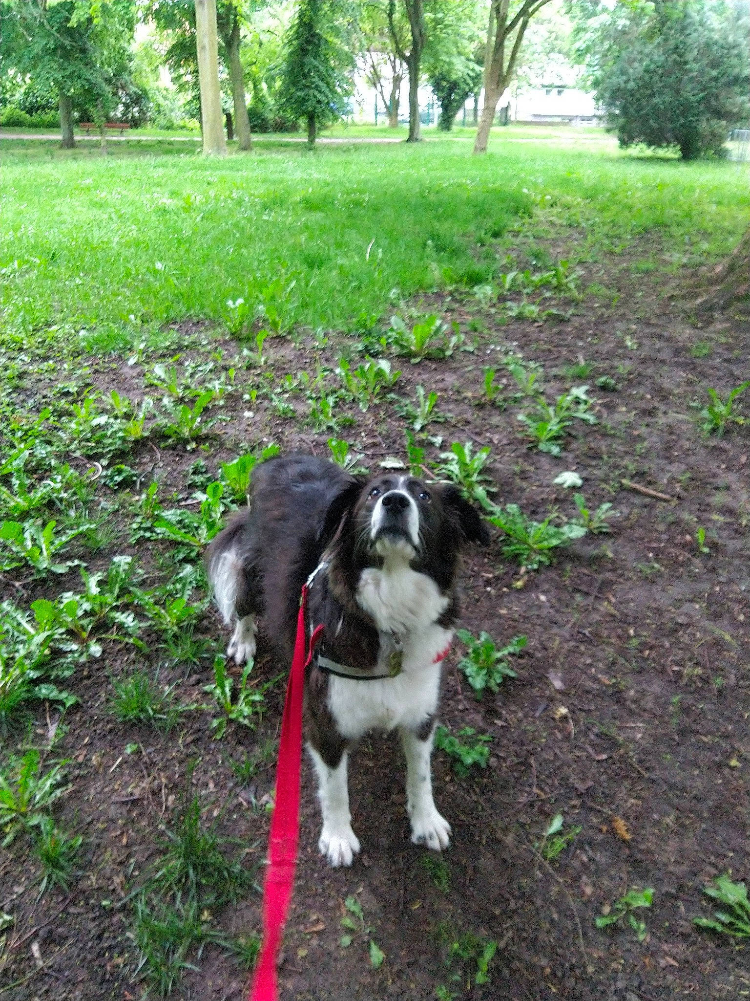 Youpie a rejoint le concours — aidez-le/la à gagner de superbes lots ! canidae, carnivore, collar, companion_dog, dog, dog_breed, dog_collar, grass, groundcover, gun_dog, herding_dog, leash, plant, snout, soil, spaniel, sporting_group, tail, tree, working_animal