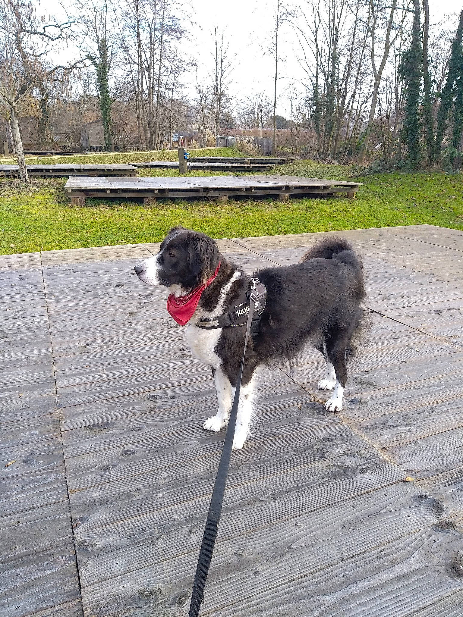 Youpie participe au concours pour gagner de l'argent avec cette photo : canidae, carnivore, collar, companion_dog, dog, dog_breed, dog_collar, dog_walking, gun_dog, leash, plant, road_surface, sidewalk, sky, sporting_group, tail, tree, walking, working_dog