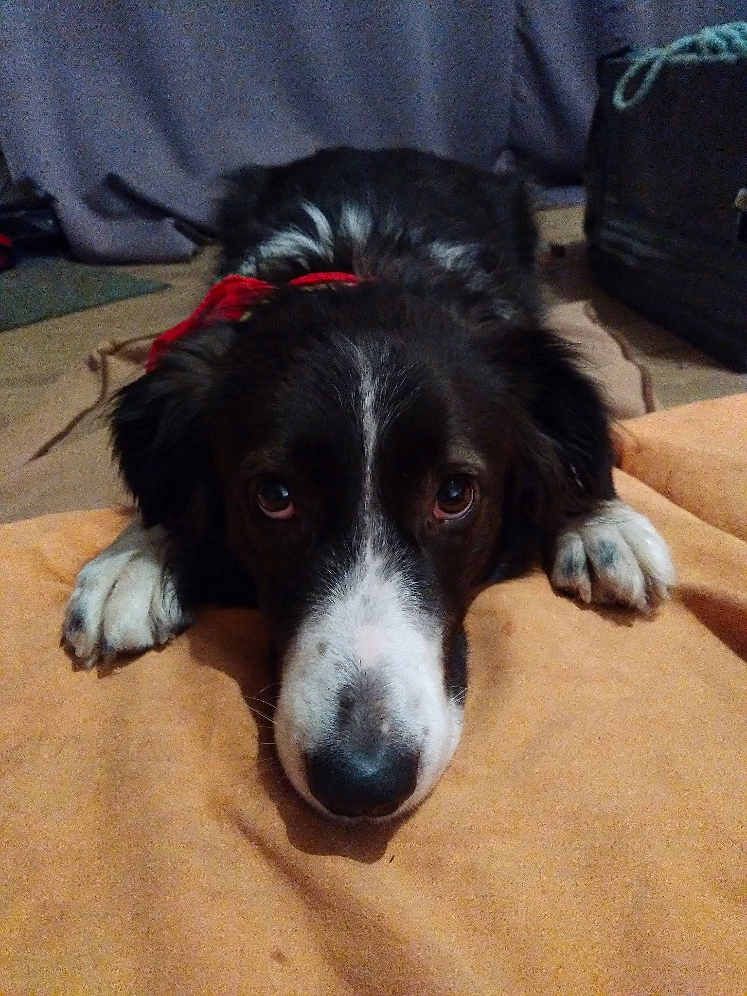 Youpie participe au concours pour gagner de l'argent avec cette photo : bag, bernese_mountain_dog, border_collie, carnivore, chair, comfort, companion_dog, dog, dog_breed, flooring, fur, hardwood, herding_dog, luggage_and_bags, spaniel, sporting_group, terrestrial_animal, whiskers, working_animal, working_dog