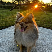 Zeus is registered to the contest to win money with this photo: dog, small_dog, fluffy, fur, tongue_out, happy, smiling, outdoor, sunset, golden_hour, backlighting, portrait, grass, yard, fence, trees, pine_trees, concrete, standing, pet