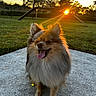 dog, small_dog, fluffy, fur, tongue_out, happy, smiling, outdoor, sunset, golden_hour, backlighting, portrait, grass, yard, fence, trees, pine_trees, concrete, standing, pet