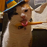 Smudge joined the competition — help win amazing prizes! cat, tongue, hat, party_hat, chopstick, indoor, pet, animal, whiskers, fur, collar, bell, playful, closeup, funny, domestic, household, cute, mischievous, kitchen