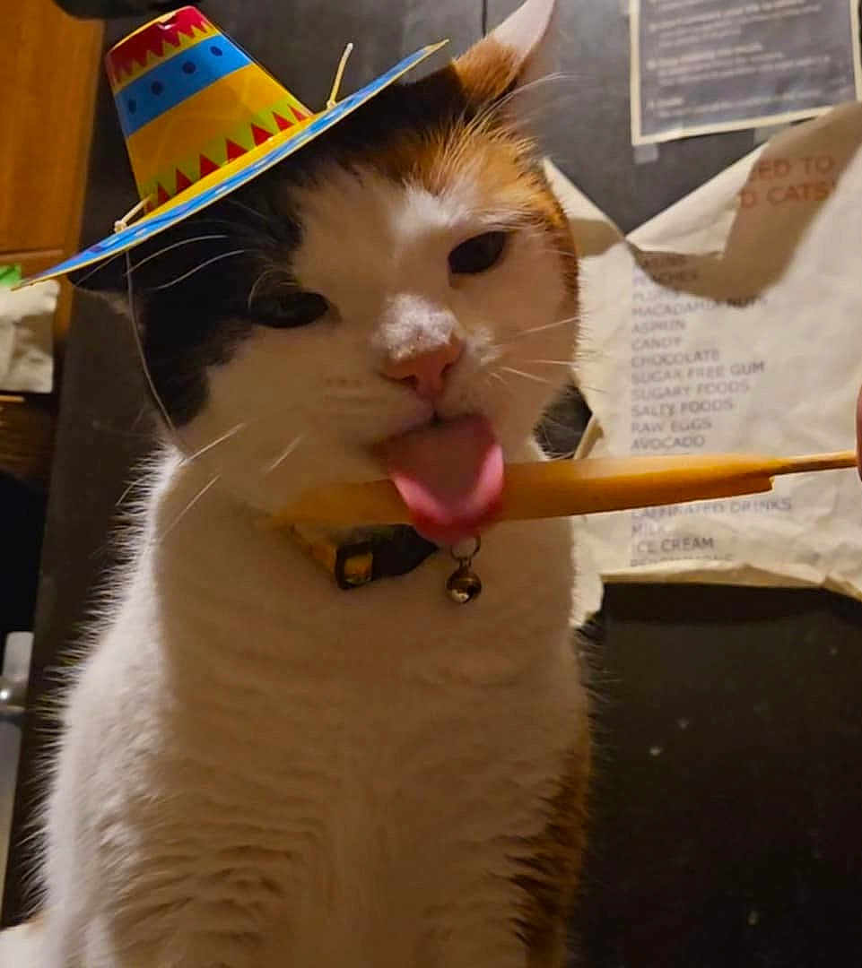 Smudge joined the competition — help win amazing prizes! cat, tongue, hat, party_hat, chopstick, indoor, pet, animal, whiskers, fur, collar, bell, playful, closeup, funny, domestic, household, cute, mischievous, kitchen