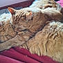 Jerry is registered to the contest to win money with this photo: animal, bed, blanket, cat, cats, closeup, companionship, cozy, cute, domestic_cat, fluffy, fur, ginger_cat, indoor, pets, relaxation, resting, sleeping, snuggling, two_animals