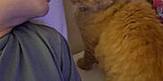 Jerry is registered to the contest to win money with this photo: animal, bed, cat, closeup, companion, feline, fur, human, indoor, interaction, intimate, orange_cat, person, pet, pillow, resting, shirt, short_hair, side_profile, soft_lighting