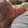 Jerry is registered to the contest to win money with this photo: animal, bed, blanket, cat, closeup, comfort, cozy, cute, domestic_animal, feline, fur, ginger_cat, indoor, pet, relaxed, resting, side_view, sleeping_area, soft, whiskers
