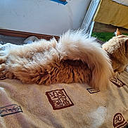 Jerry joined the competition — help win amazing prizes! animal, bedspread, cat, comfort, cozy, cute, domestic, feline, fluffy, fur, home, indoor, orange_cat, pattern, pet, relaxed, resting, sleeping, soft_light, tail