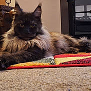 Boris is registered to the contest to win money with this photo: animal, carpet, cat, colorful, cozy, domestic_animal, fluffy, fur, furniture, heater, home, indoor, long_hair, lying_down, mammal, paw, pet, relaxing, resting, rug