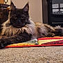 animal, carpet, cat, colorful, cozy, domestic_animal, fluffy, fur, furniture, heater, home, indoor, long_hair, lying_down, mammal, paw, pet, relaxing, resting, rug