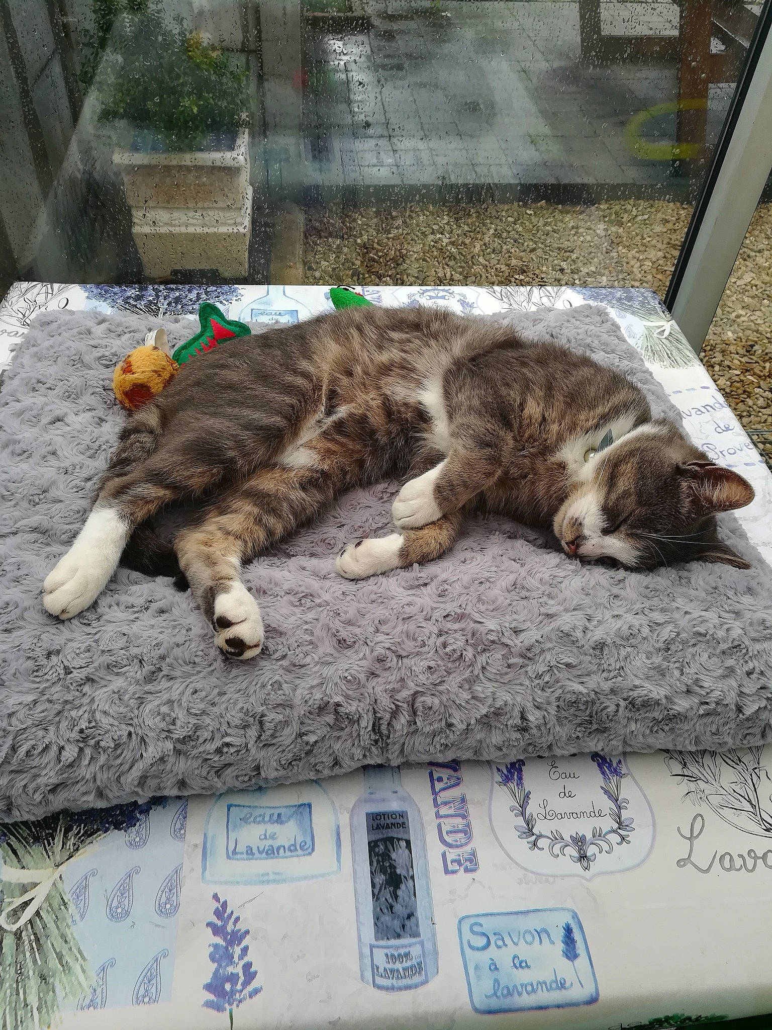 Tigri participe au concours pour gagner de l'argent avec cette photo : carnivore, cat, claw, domestic_short_haired_cat, dragon_li, european_shorthair, felidae, fur, kitten, nap, paw, plant, sleep, small_to_medium_sized_cats, tabby_cat, tail, whiskers