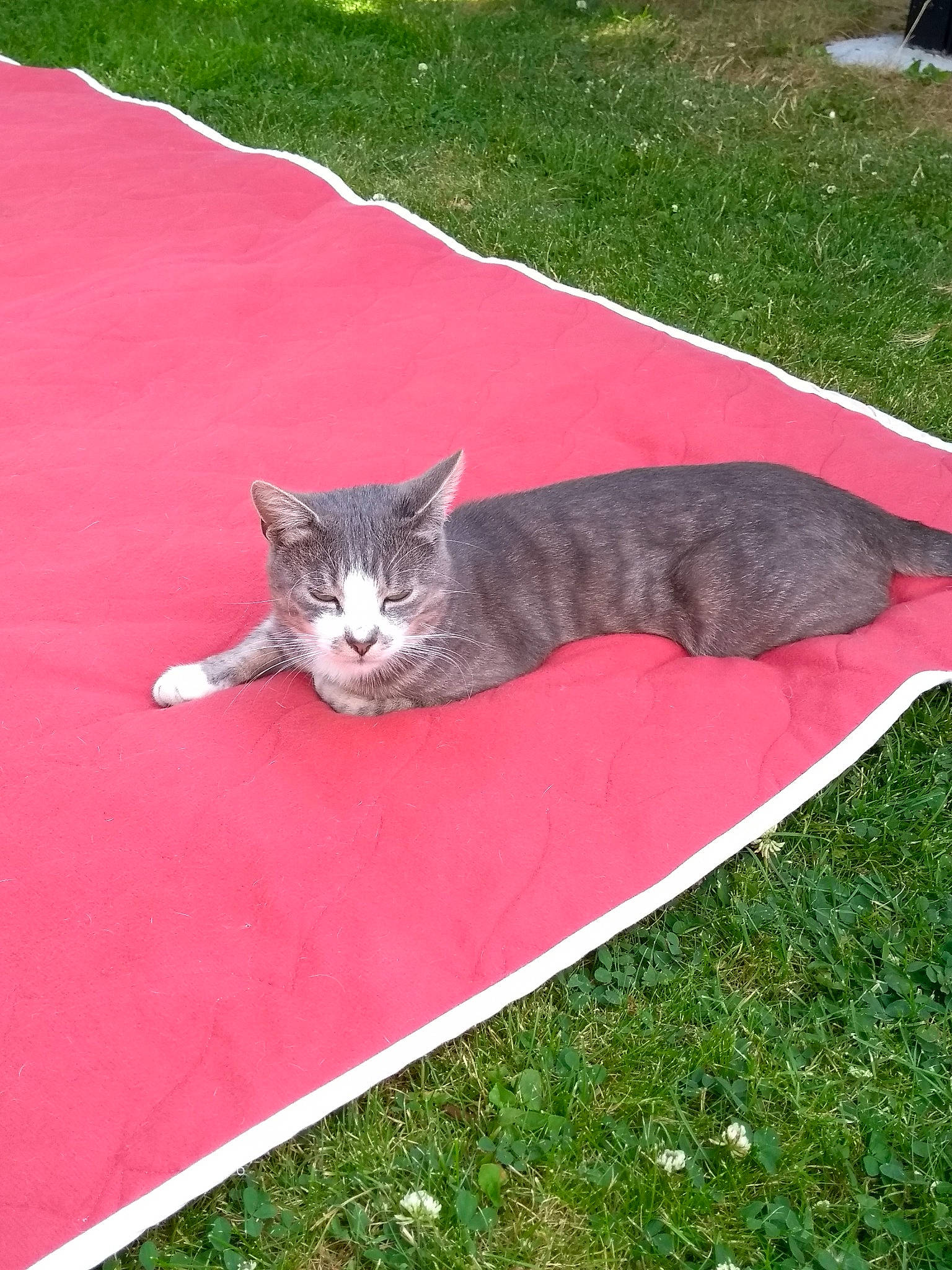 Tigri a rejoint le concours — aidez-le/la à gagner de superbes lots ! carnivore, cat, domestic_short_haired_cat, european_shorthair, felidae, grass, small_to_medium_sized_cats, tabby_cat, tail, whiskers