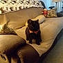 Rex joined the competition — help win amazing prizes! animal, black_cat, blanket, carpet, cat, couch, cozy, decor, exercise_bike, furniture, home, indoor, living_room, orange_bandana, pet, pillow, relaxing, soft_lighting, stuffed_animal, toy