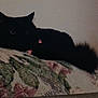 animal, black_cat, blanket, cat, cozy, dark, domestic_animal, floral_pattern, fur, furniture, hidden, home, indoor, pet, quiet, relaxing, shadow, sleepy, tail, whiskers
