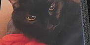 Rex is registered to the contest to win money with this photo: animal, black_cat, cat, close_up, close_up_shot, cozy, cute, domestic_cat, eyes, face, feline, fur, indoor, looking, pet, portrait, red_surface, resting, soft_light, whiskers