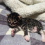 Flaco is registered to the contest to win money with this photo: animal, baby_animal, blanket, cat, cozy, cute, feline, fur, indoor, kitten, paw, pet, resting, sleeping, small, soft, striped, tabby, whiskers, young