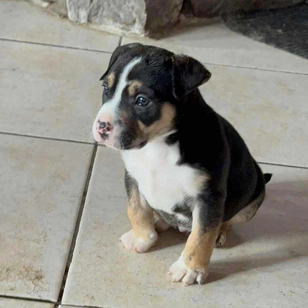 Ti Bougnoul participe au concours pour gagner de l'argent avec cette photo : animal, black, brown, cute, dog, domestic_animal, ears, fur, indoor, nose, paw, pet, portrait, puppy, sitting, small, stone_wall, tile_floor, white, young