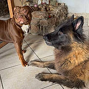 Cruchant a rejoint le concours — aidez-le/la à gagner de superbes lots ! animal, bulldog, canine, dog, fireplace, germanshepherd, hardwood, hound, indoors, interiordesign, path, pet, pitbull, plant, pointer, pottedplant, puppy, slate, walkway, wood