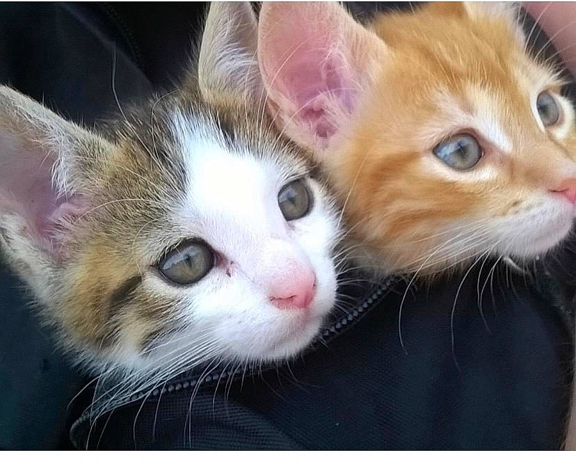 Invictus a rejoint le concours — aidez-le/la à gagner de superbes lots ! carnivore, cat, claw, domestic_short_haired_cat, eye, eyebrow, eyelash, fawn, felidae, fur, grass, iris, nose, paw, photo_caption, rectangle, small_to_medium_sized_cats, snout, tail, whiskers