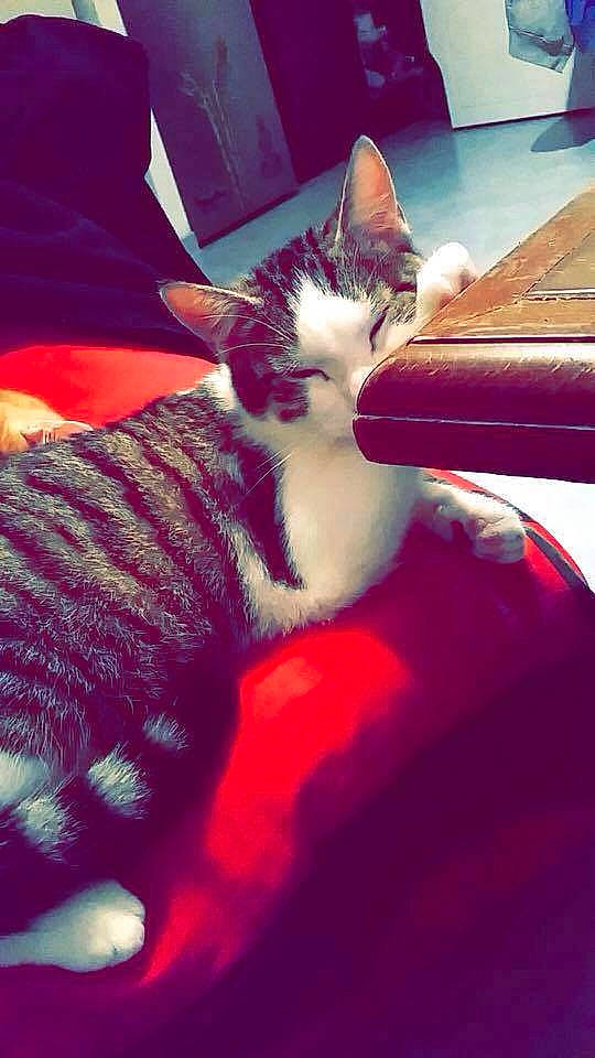 Invictus participe au concours pour gagner de l'argent avec cette photo : carmine, carnivore, cat, comfort, couch, domestic_short_haired_cat, fawn, felidae, human_leg, lap, magenta, mammal, paw, plant, small_to_medium_sized_cats, snout, tail, thigh, vertebrate, whiskers