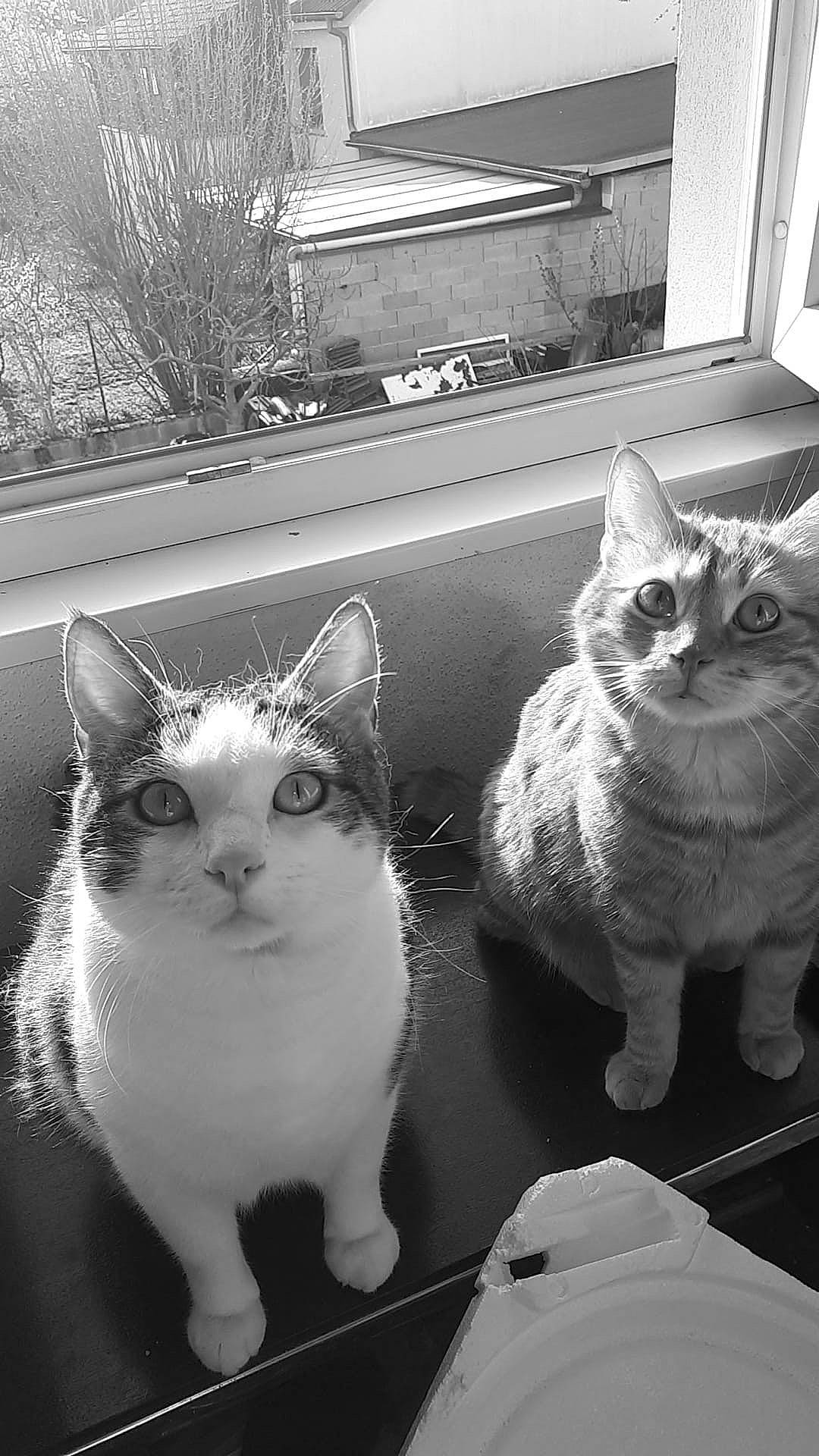 Invictus participe au concours pour gagner de l'argent avec cette photo : black, black_and_white, carnivore, cat, felidae, grey, mammal, monochrome, monochrome_photography, photograph, plant, small_to_medium_sized_cats, snapshot, snout, style, tail, vertebrate, whiskers, white, window