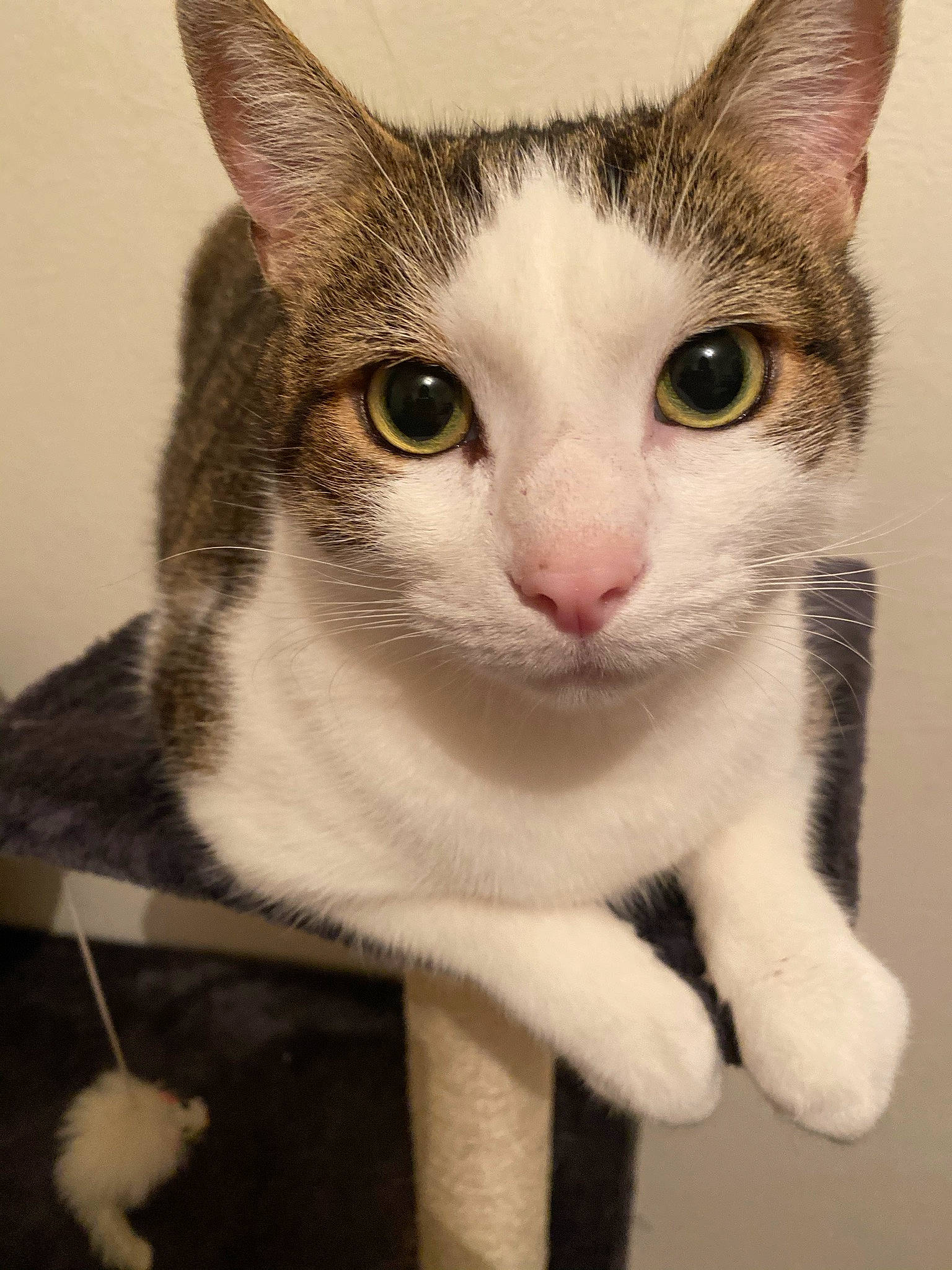 Invictus participe au concours pour gagner de l'argent avec cette photo : carnivore, cat, domestic_short_haired_cat, eye, felidae, fur, paw, small_to_medium_sized_cats, snout, whiskers