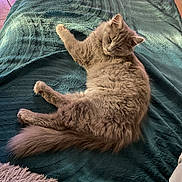 Athena participe au concours pour gagner de l'argent avec cette photo : cat, fluffy, long_hair, gray, brown, pet, animal, lying_down, relaxed, sleepy, playful, raised_paw, whiskers, ears, tail, blanket, bed, indoor, home, cozy